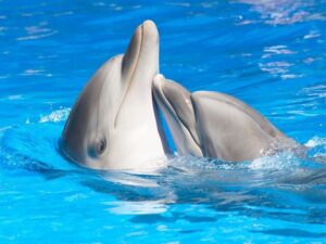 Обнимашки дельфинов фото